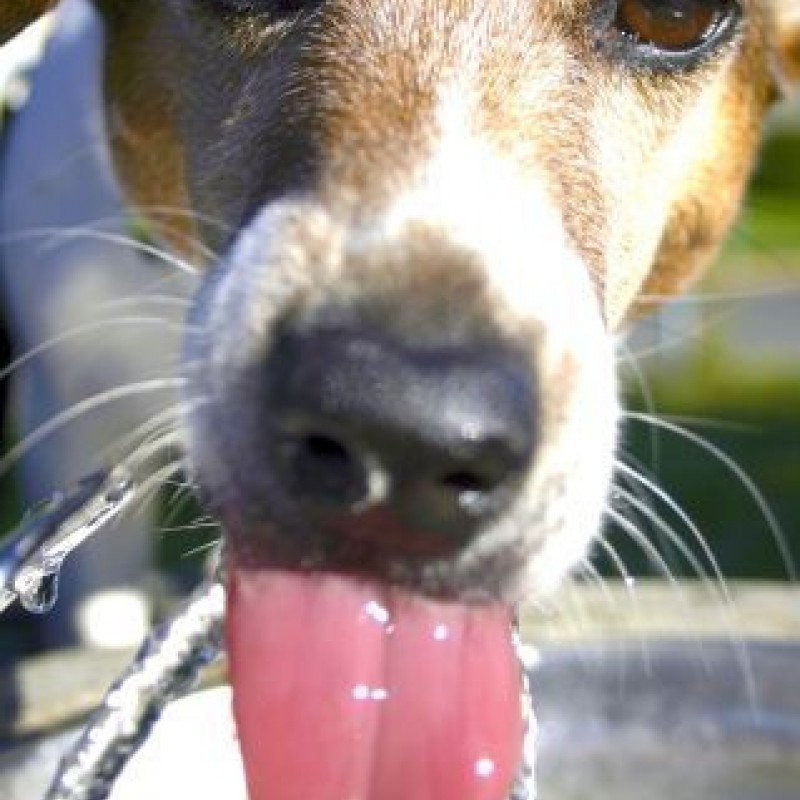 Das CushingSyndrom beim Hund hundkatzepferd